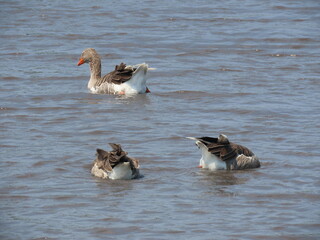 ducks on the water