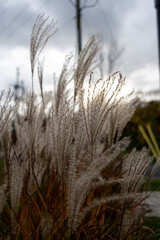 Fototapeta premium wheat in the field