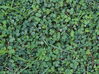 small leaf grass photo