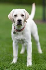  Labrador stands on grass, looks at camera attentively and is ready to start playing at any moment