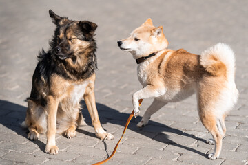 Shiba Inu was walking on a leash down the street and met a familiar dog
