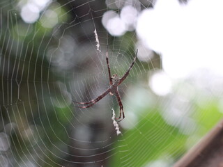 spider on web