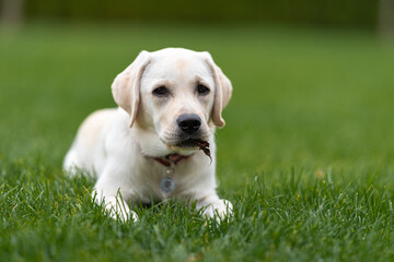a grown up Labrador puppy lies on the lawn, holding a tree leaf in its mouth. Looking to the camera