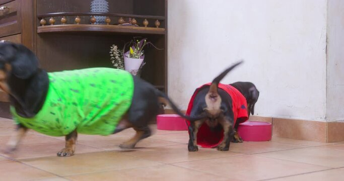 Two funny hungry dachshund dogs in colorful t-shirts run up to ceramic bowls at feeding place, examine them and fuss, but bowls are empty and pets left disappointed.