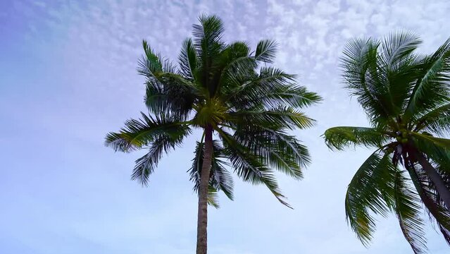 Coconut palm trees in Phuket Thailand Nature background Coconut palm trees blow in wind