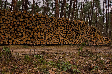 Wielki stos (sąg) ściętych sosen , Pieńki ( drewno) sosnowe w lesie . A large pile (Sąg) cut pines, pine wood (stick ) in the forest. - obrazy, fototapety, plakaty