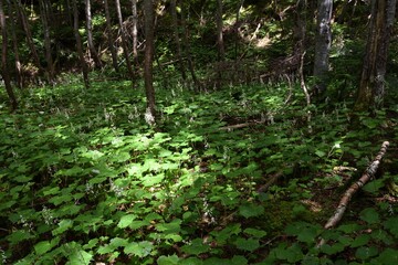 Mountain climbing in summer season