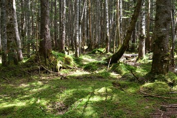 Mountain climbing in summer season