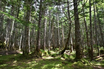 Mountain climbing in summer season