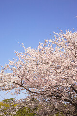 青空の中で満開の暖流桜	