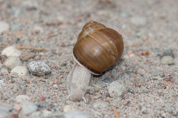 Close up of a brown snail on a path.