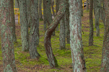 Fototapeta premium Dancing forest or drunk forest on Curonian spit, Russia.