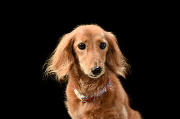 ミニチュアダックスフンドのシンプルなスタジオポートレート