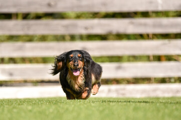 ドッグランで遊ぶミニチュアダックスフンド