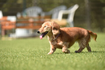 ドッグランで遊ぶミニチュアダックスフンド