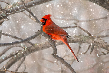 red cardinal in snow