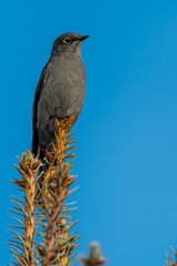 Townsend's Solitaire (Myadestes townsendi) Perching on a Conifer Tree