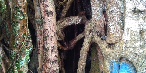 banyan tree trunk 5 