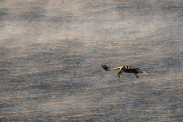 Bald Eagle (Haliaeetus leucocephalus) on the Hunt