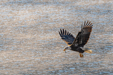 Bald Eagle (Haliaeetus leucocephalus) on the Hunt
