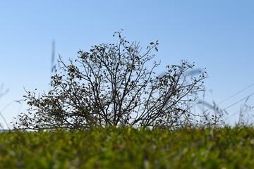 Green bright grass and tree in background, blue sky sunny day