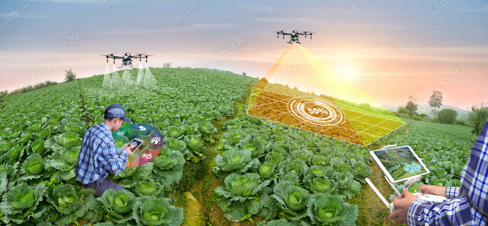 Wall mural panorama agriculture drone fly to sprayed fertilizer on cabbage field. smart farmer use drone for va