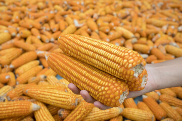 Beautiful Ripe yellow corn. Corn and Grain Handling or Harvesting Terminal.