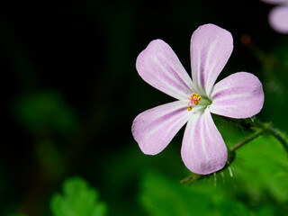 close up of a purple flower