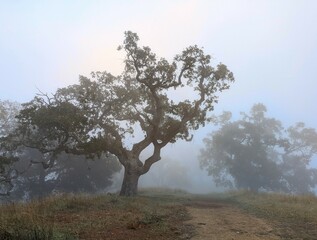 tree in the field