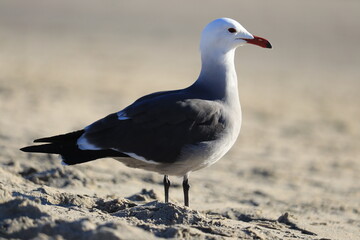 Obraz premium Seagull