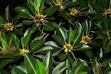 Ficus macrophylla leaves and fruit with a black background