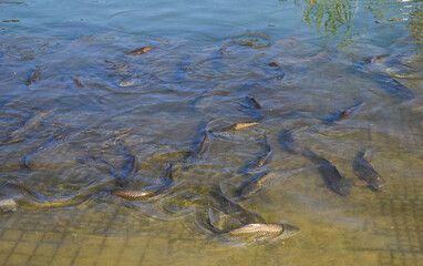 School of fish in lake close to concrete surface
