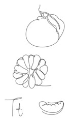 Tangerine or mandarin fruit illustration. Different set of citrus art. One continuous line tangerines pilled and cut. Piece of mandarins. Linear vector art.