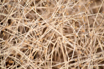 Dry Desert Straw Grass Bush Texture