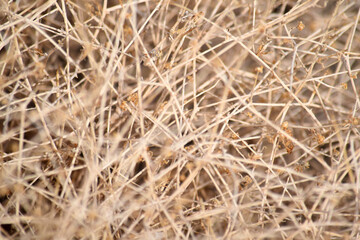 Dry Desert Straw Grass Bush Texture