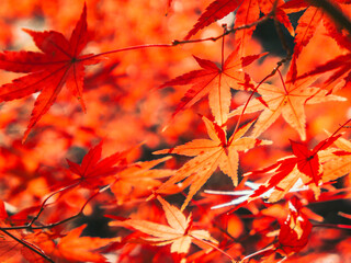 Maple Leaves In Autumn Colors