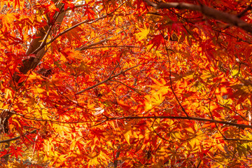 Maple Leaves In Autumn Colors