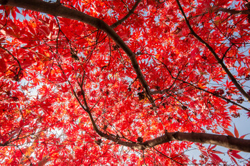 Maple Leaves In Autumn Colors