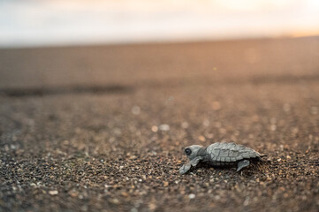 baby turtle on black sand beach - Tortugario, Montericco, Guatemala, 