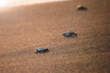 Fototapeta na wymiar baby turtles at golden beach released into the sea - Montericco, Guatemala