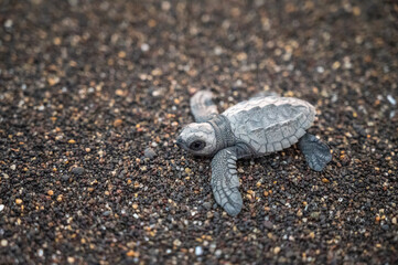 Tortuga bebé en macro, Liberación de tortugas en la playa al atardecer - Monterrico, costa del pacífico, Guatemala