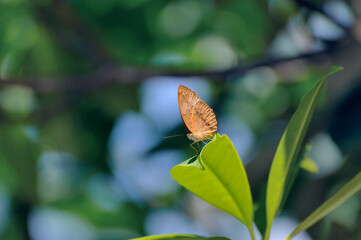 翅を閉じたタイワンキマダラ（沖縄県・西表島）
