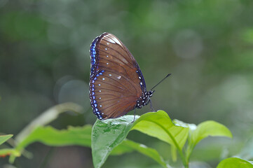 ヤエヤマムラサキの雌（沖縄県・石垣島）
