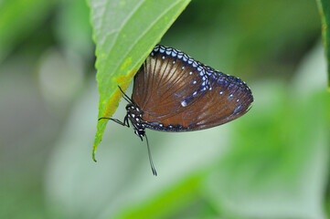 卵を守るヤエヤマムラサキの雌（沖縄県・石垣島）
