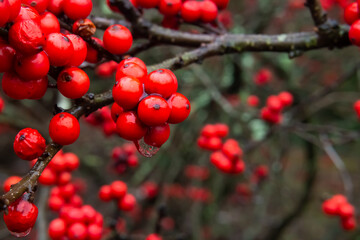 Red winter berries with water droplet and reflection