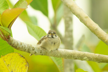 sparrow perched on the branch