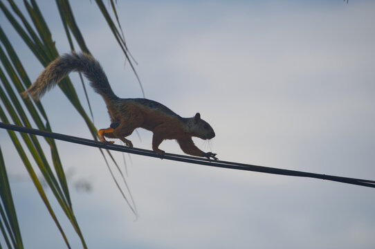 A squirrel walking on a power line in Costa Rica.