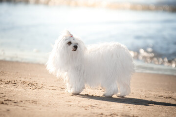 Biały pies rasy maltańczyk na plaży  - obrazy, fototapety, plakaty