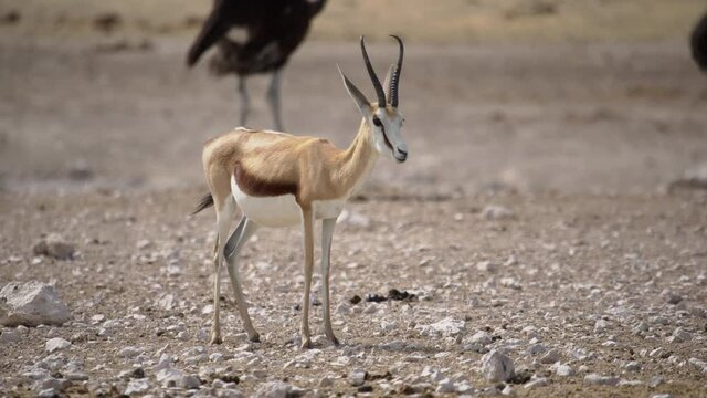 Ostrich bird and springbok antelope in the wild. Safari in Africa savannah.