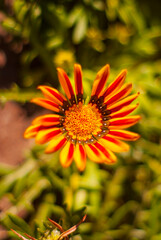 orange flower in the garden